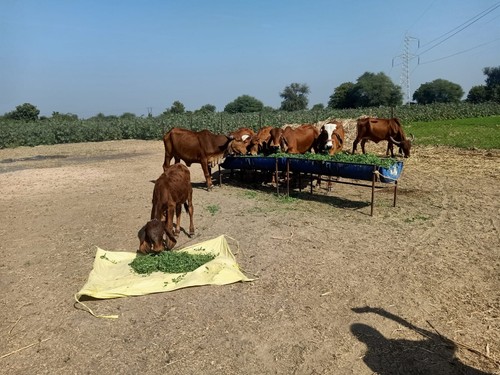 Anahata Farm A2 Desi Gir Cow Pure Milk Ghee 1000 ml Glass Vedic Bilona Method - Picture 5 of 6