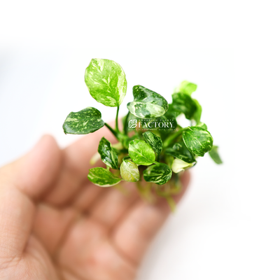 Anubias Panda Marble | eBay