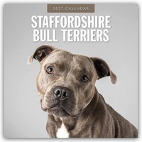 Staffordshire Bull Terriers - Staffordshire Bullterrier 2027 - 16-Monatskalender