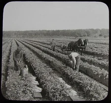 Glass Magic Lantern Slide HARVESTING CELERY KALAMAZOO MICHIGAN C1910 PHOTO USA