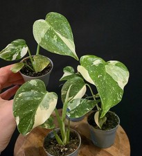 Variegated Monstera Deliciosa - Thai Constellation. Strong Var. 6cm Pot.