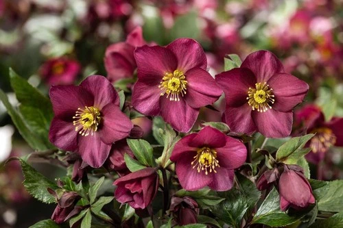 Ice N Roses Hellebore Plants