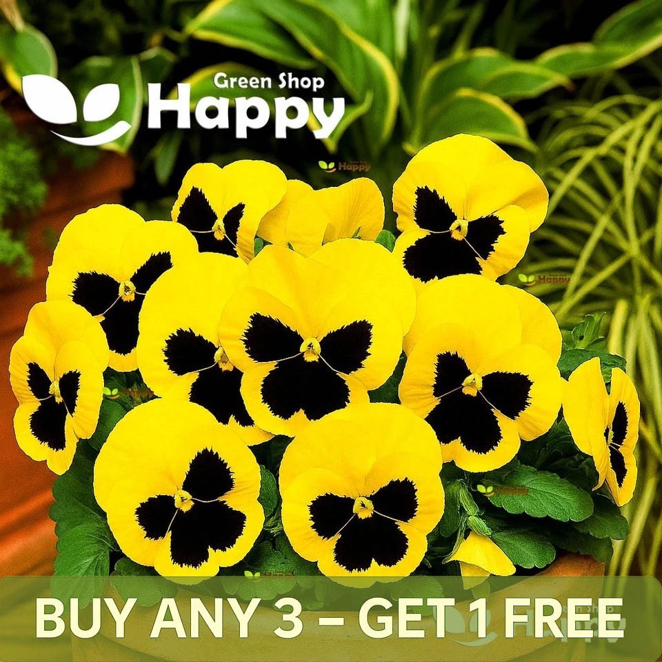 Pansy Swiss Giant Rhinegold 300 Seeds - Viola Wittro. Yellow