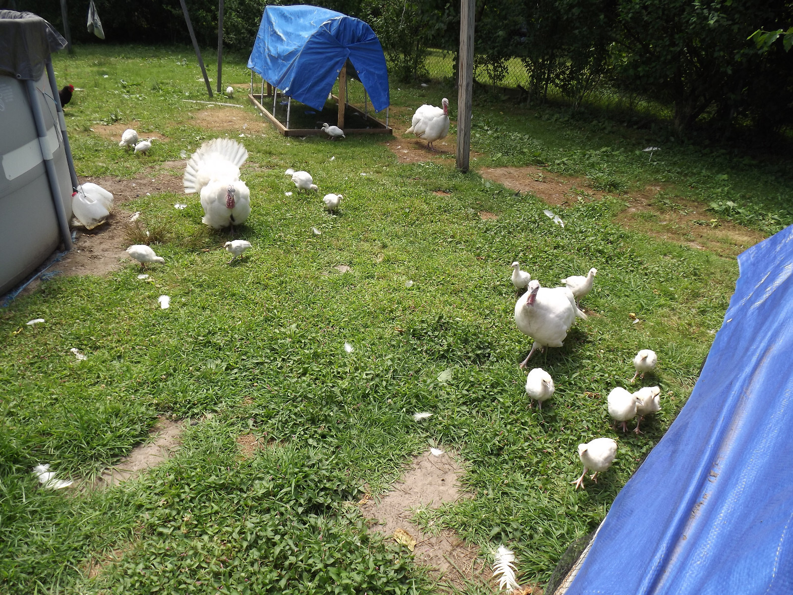 4 RARE HERITAGE BELTSVILLE WHITE TURKEY HATCHING EGGS ORGANIC FREE