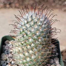 Mammillaria perezdelarosa