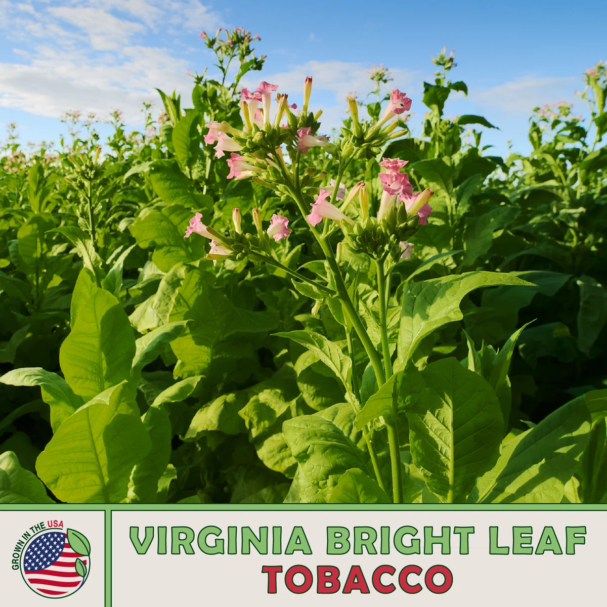 Wisteria Vine Seeds 1000 Wisconsin 901 Tobacco Seeds (Nicotiana Tabacum)