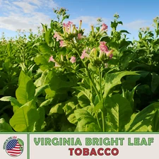 1000 Virginia Bright Leaf Tobacco Seeds, Heirloom, Non-GMO, Genuine USA
