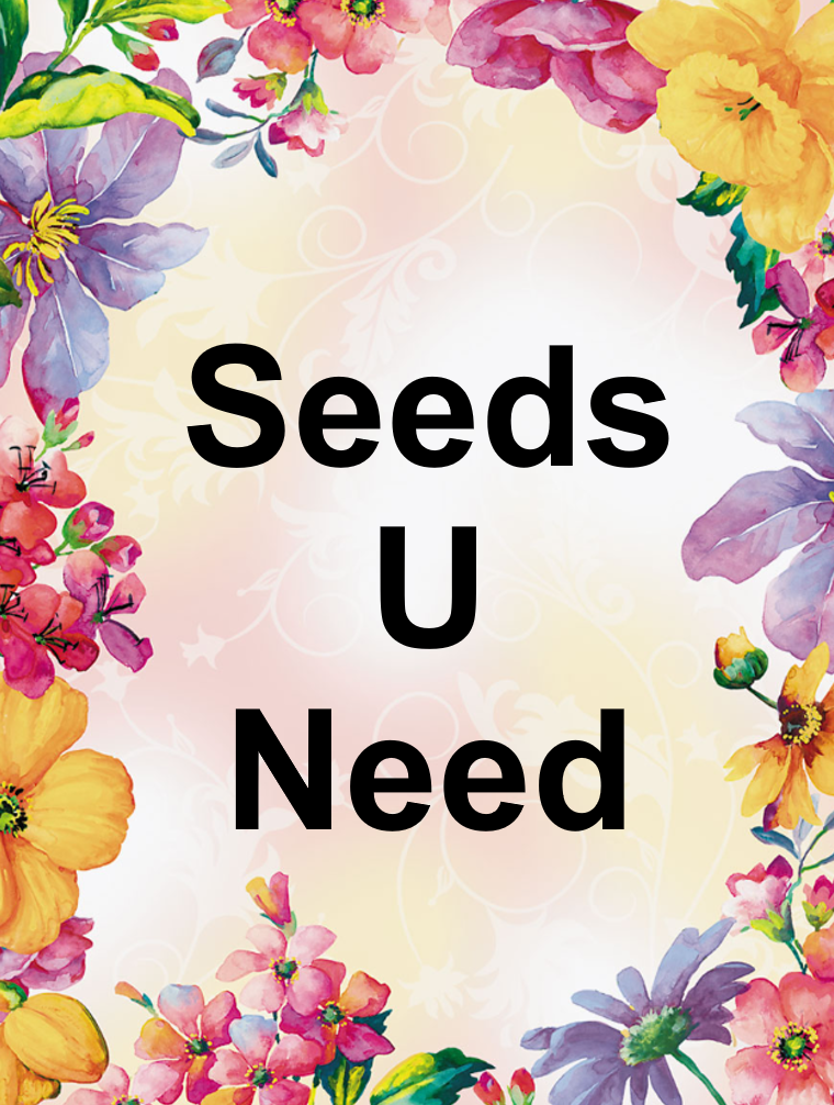 Sunflower Giant Sunzilla Flower Seeds Renee's Garden 12/24 eBay