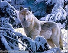 WOLF IM SCHNEE - 3D BILD DRUCK 400mm x 300mm