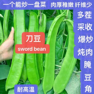 10CT Dao Dou Sword Jackbean Seed, Red Semen Canavaliae Seed. 10粒刀豆种子，2025年产新种子