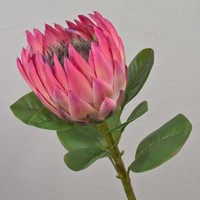 Artplants Kunst Blumenzweig KöNigs-Protea Tanieka, Rosa-GrüN, 65Cm