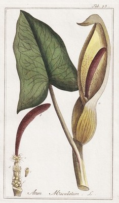 Arum Maculatum Aronstab cuckoopint botany Botanik engraving Kupferstich 1790