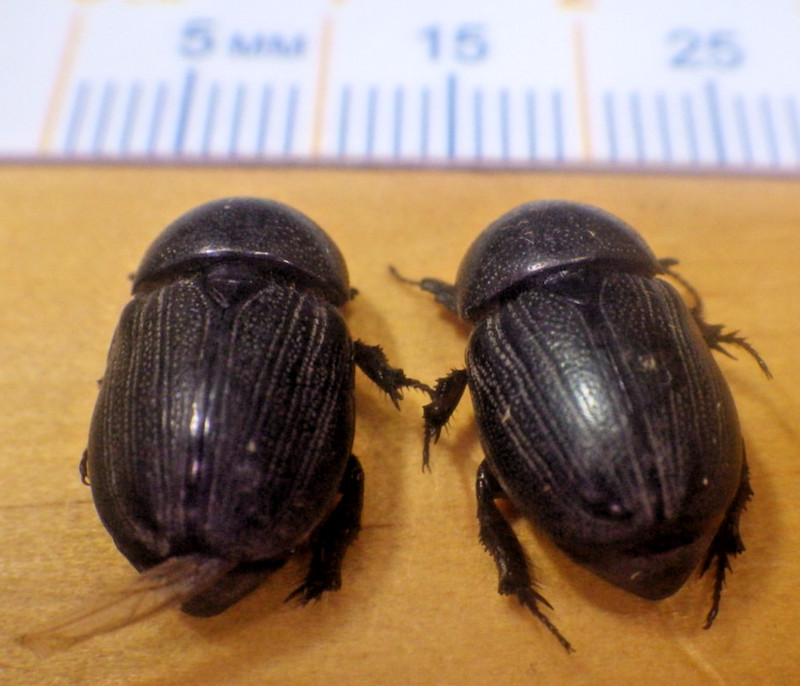 2X Sugarcane Scarab Beetles Euetheola rugiceps Scarabaeidae Southeast Texas H16