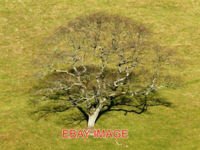 PHOTO  OAK TREE THIS BARE OAK TREE SITS DOWN IN THE VALLEY ONE OF TWO OR THREE O