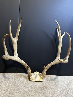 Large Mule Deer 11-Point Horns Antler Decor Cabin Rack 21 