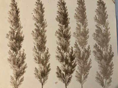Very Beautiful Drawing XIX 1828 Ink Wash Study Ancient Tree Branch Art Leaf