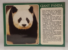 Postcard  GIANT PANDAS Fact Card  Toronga Zoo Sydney NSW