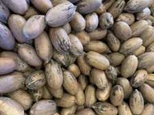 5lbs GEORGIA PREMIUM STUART PECANS