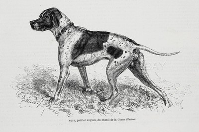 Dog English Pointer NAMED Goth, Kennel ID'd + Pedigree, 1870s Antique Print