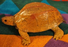 Notched Turtle Replica - AAA - Realistic PVC