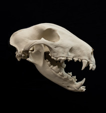Bull Terrier Dog Skull Replica Life Size Skull Taxidermy Oddities Decor Gift