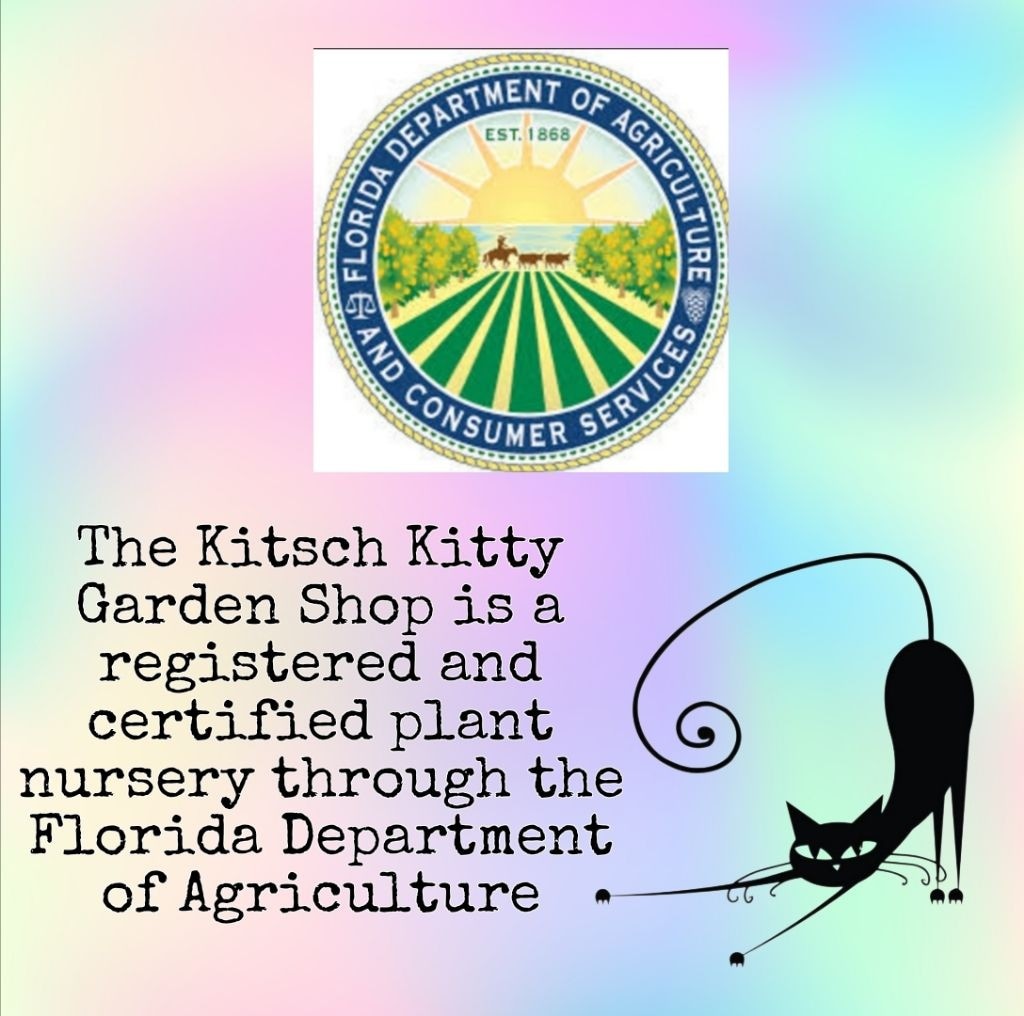 Starfish Stapelia Gigantea Plant Zulu Giant Succulent Cactus Carrion Flower