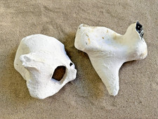 Hühnergott 1,7 Kg Lochstein, Feuerstein + Strandstein Aquarium Dekoration Sammel