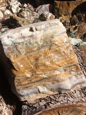 HUGE Opalized Wood Petrified from Nevada Deserts Opal Wood