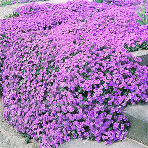 1000 Pcs Ground Cover Creeping Thyme, Ground Cover Thyme Seeds