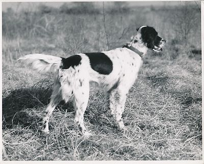English Setter C 1950 Hunting Dog Kingsize Ch 47 Ebay