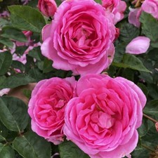 T&M Rose Mum in a Million Ideal For Mothers Day Hardy Scented Shrub 1x Bareroot