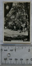 1937 Senior Service Sights of Britain 3rd series No. 41 Burnham Beeches