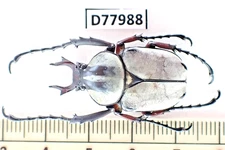 D77988. Insects, Beetles. Cetoniidae sp. Vietnam, Cao Bang