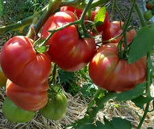 10 graines de tomate rare Coracão de Boi - Cœur de Boeuf tomato seeds méth.bio