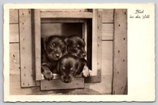 Postcard RPPC Black Puppies in Doggy Door Blick in die Welt Real Photo