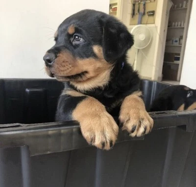 Rottweiler Puppies Dogs Puppies Gumtree Australia Gold Coast City Biggera Waters 1255332578