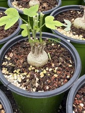 RarePlant Cacti Adeni stenodactyla Boutique Garden seedgrowth