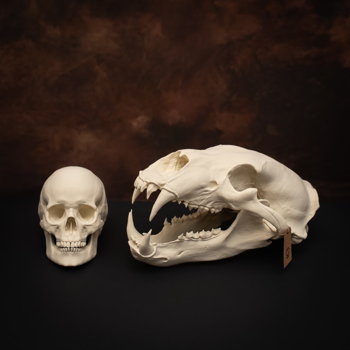 Life-Size 3D Polar bear Skull – unpainted bone colour Fossil
