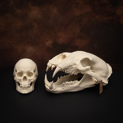 Life-Size 3D Polar bear Skull – unpainted bone colour Fossil