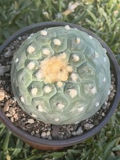 Rare Cacti plant L fricii Garden Decor