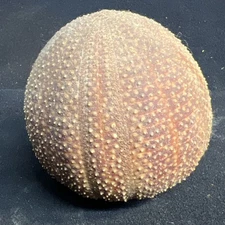 Vintage BEN RICKERT Sea Urchin Pomander Real Natural Shell Large 4”