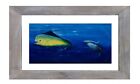 Great White Shark and Mahi Fish Signed Numbered limited-edition print wall art