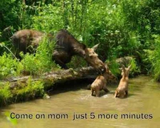 Funny moose refrigerator magnet 3 1/2x 4 1/2"