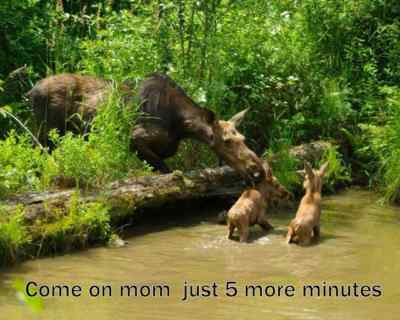 Funny moose refrigerator magnet 3 1/2x 4 1/2''