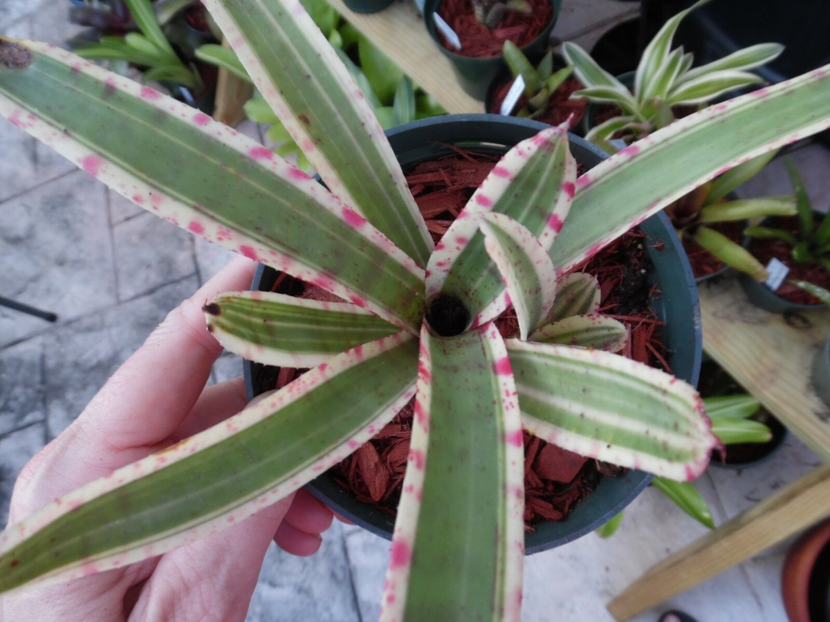 Neoregelia GIZMO Bromeliad one tropical plant *SUPER MINI* | eBay