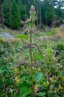 stinging nettle plant — photo 1