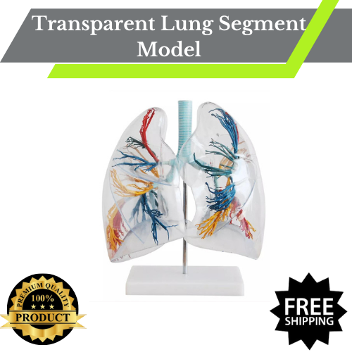 Modelo humano anatómico segmento pulmonar transparente - Imagen 1 de 5