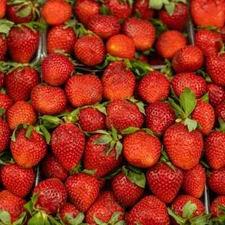 Strawberry Patch Fragrance Oil for candle/soap making Free Shipping