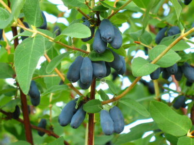 2x 9cm Pot Honeyberry Lonicera Mix caerulea kamchatika Berry Hardy Plants |  eBay
