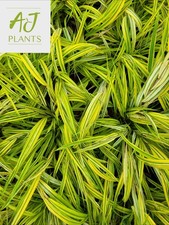 Hakonechloa macra Aureola - Japanese Forest Grass - 3 Litre Pot - Plant